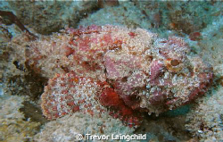 Scorpion Fish Dx2G by Trevor Laingchild 